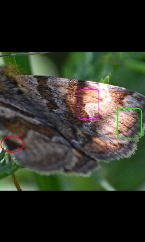 Euclidia glyphica - Erebidae